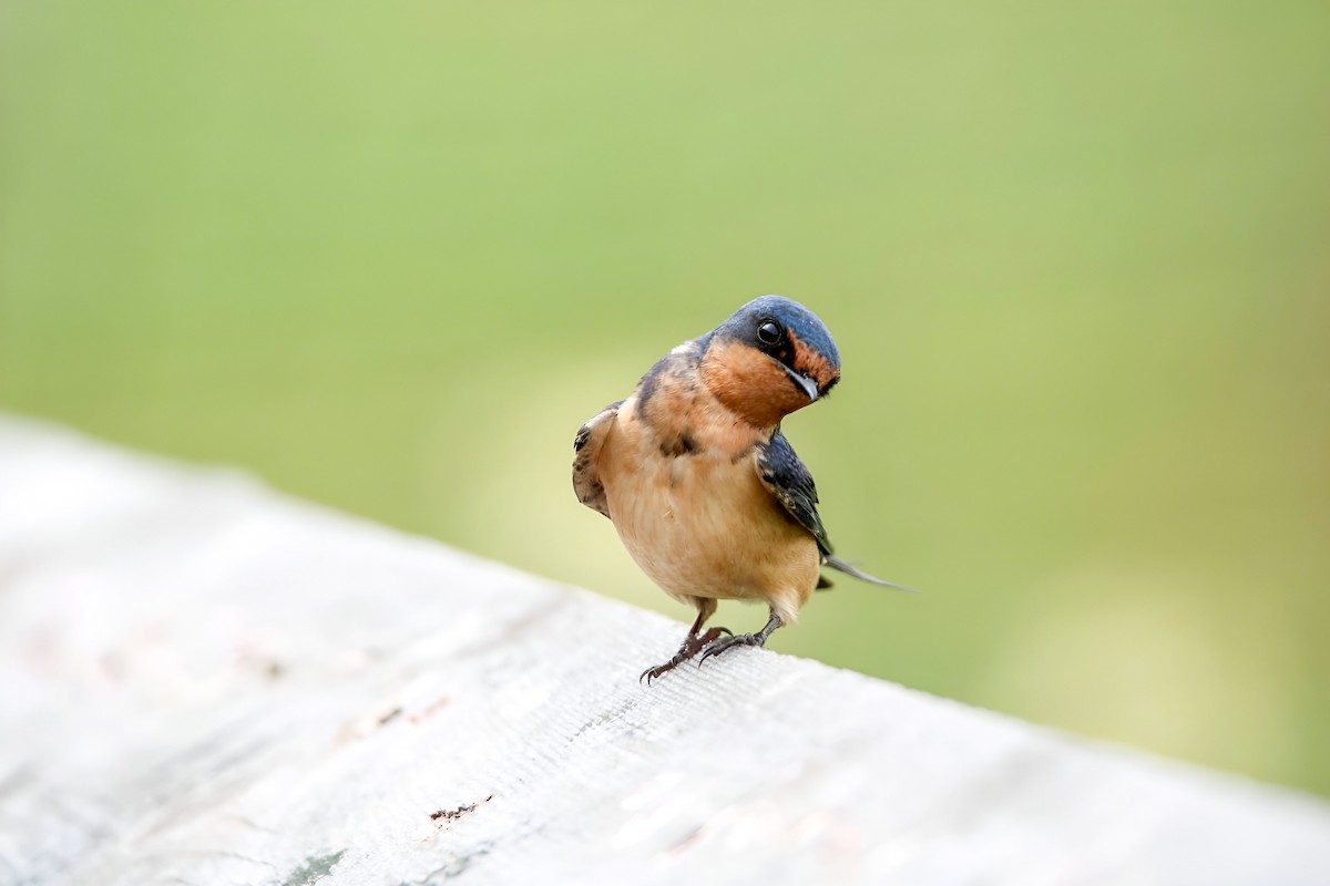 Barn Swallow - Hannah Cox