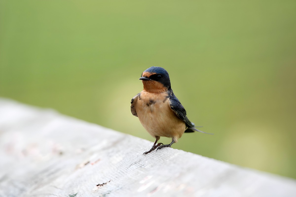 Barn Swallow - Hannah Cox