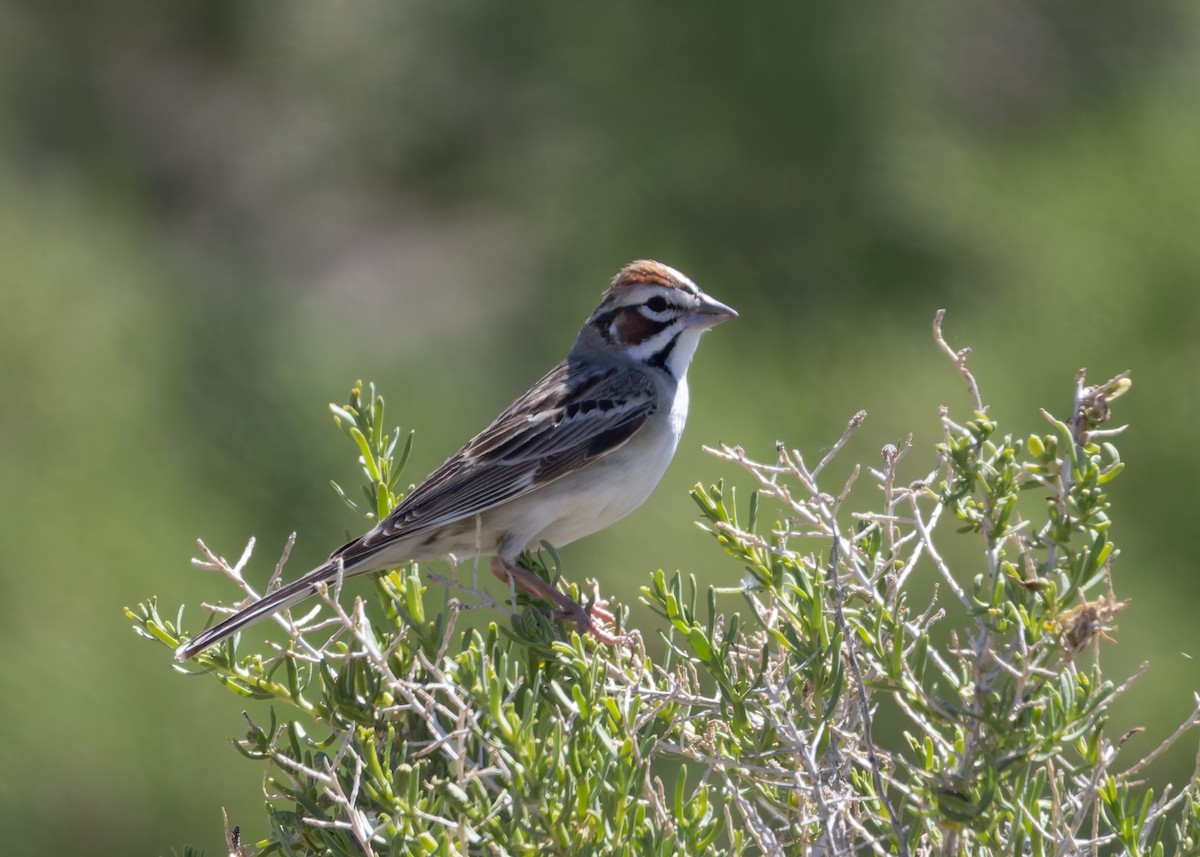 Lark Sparrow - Verlee Sanburg