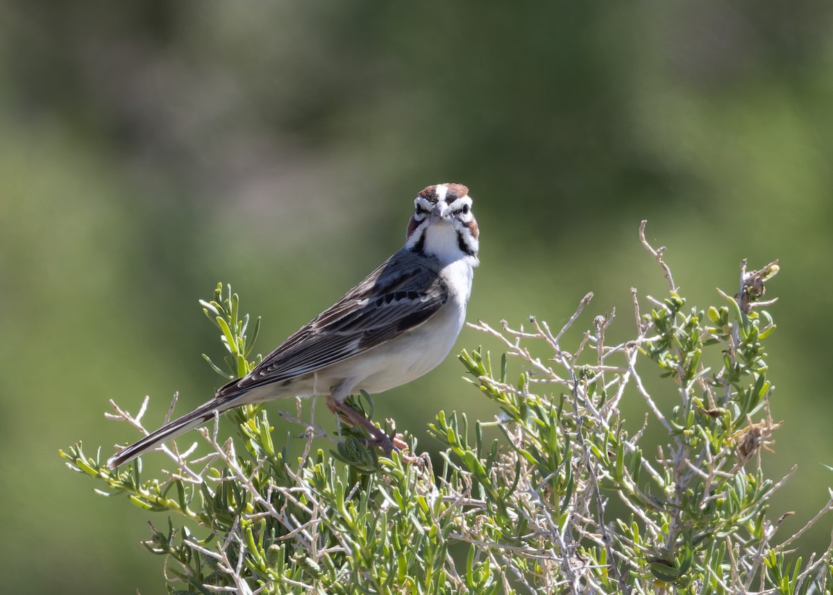 Lark Sparrow - Verlee Sanburg