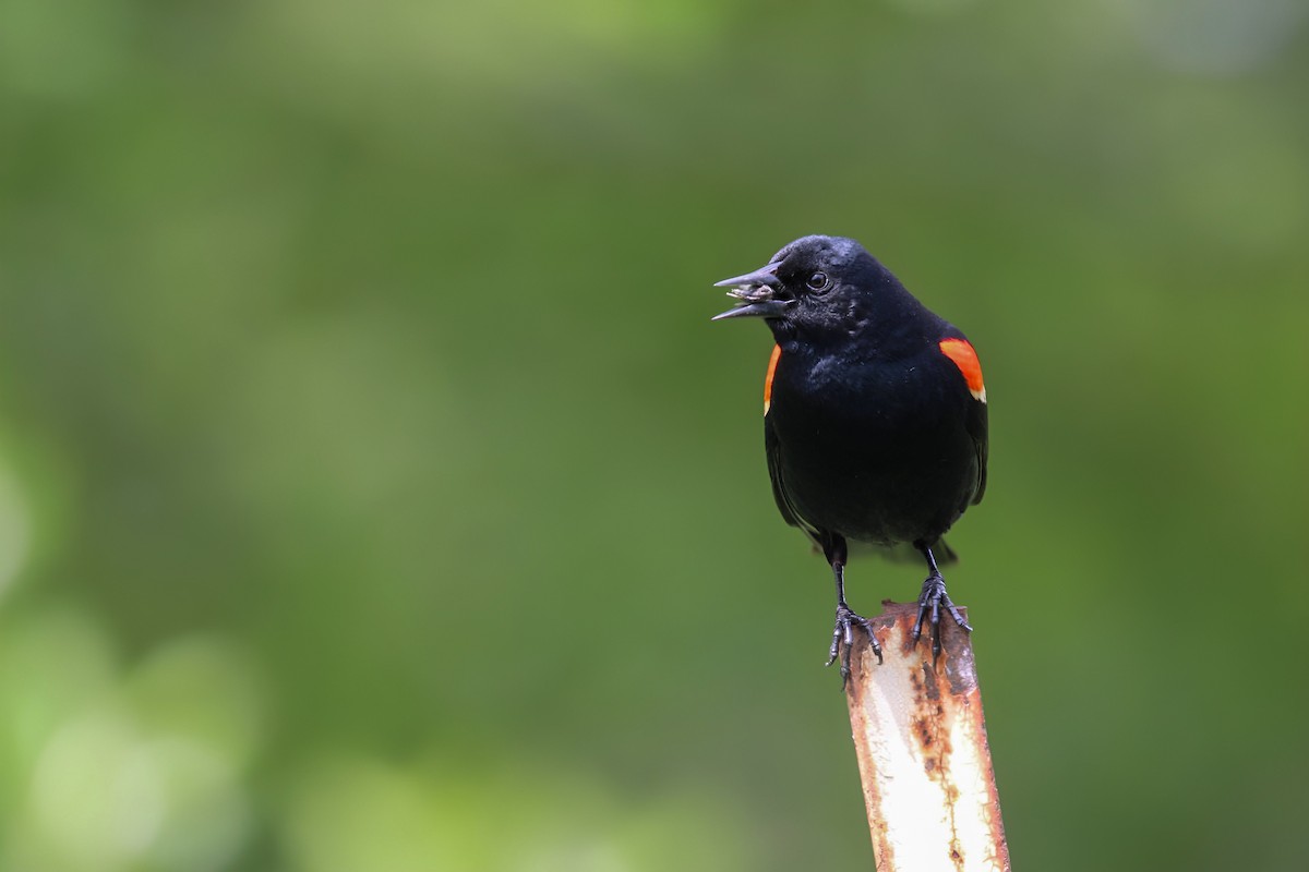 Red-winged Blackbird - Hannah Cox