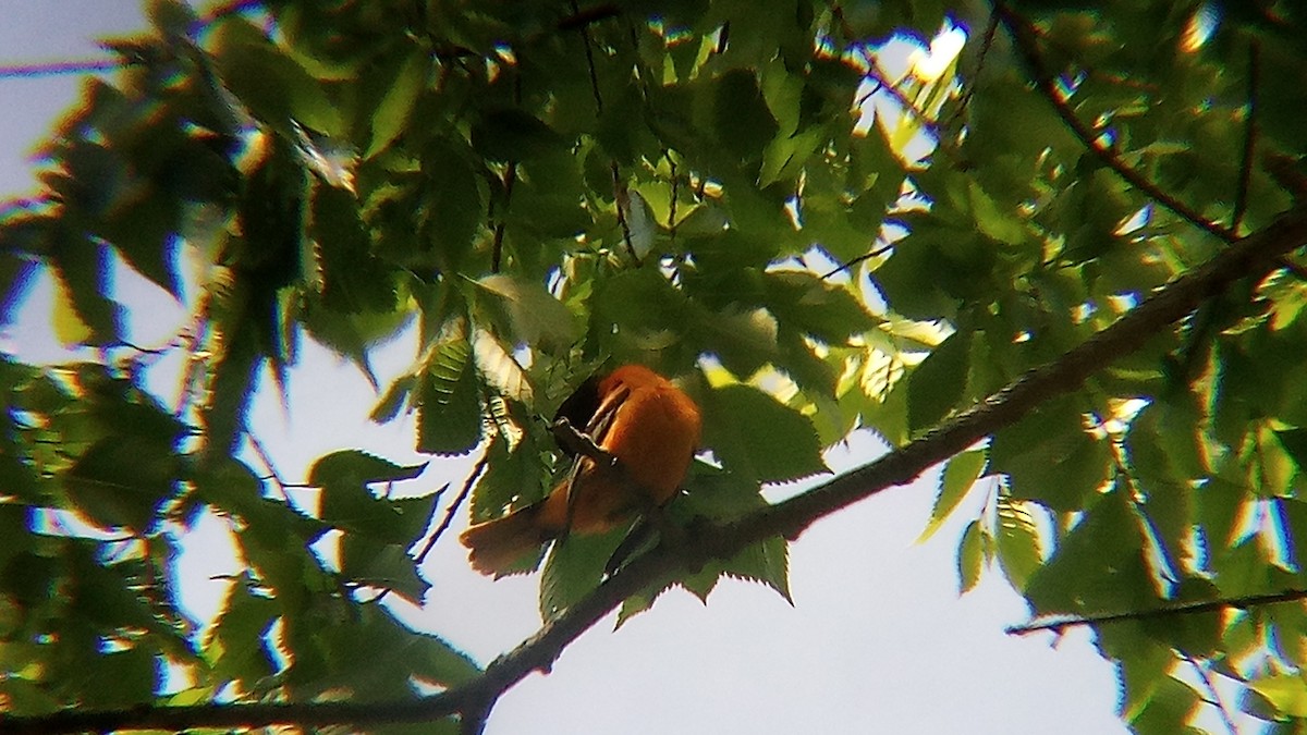 Baltimore Oriole - Ade Ben-Sal.