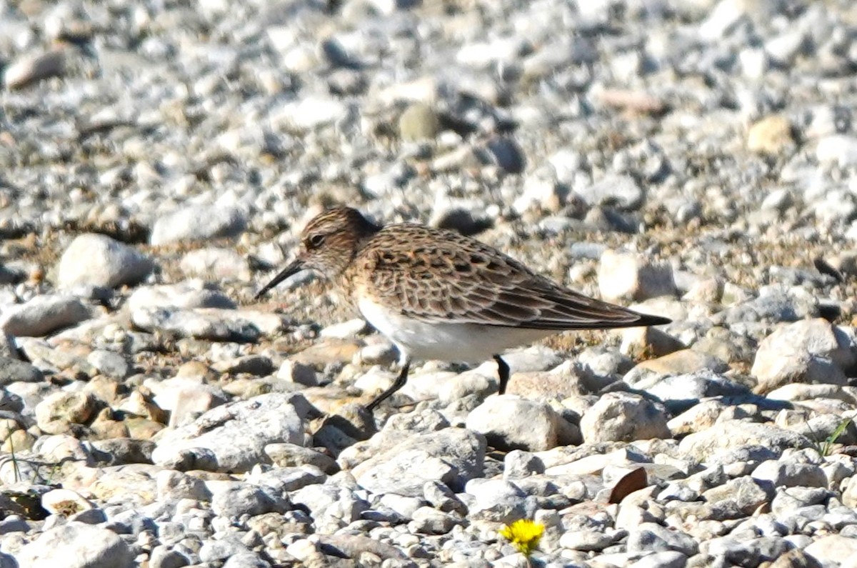 Semipalmated Sandpiper - BettySue Dunn