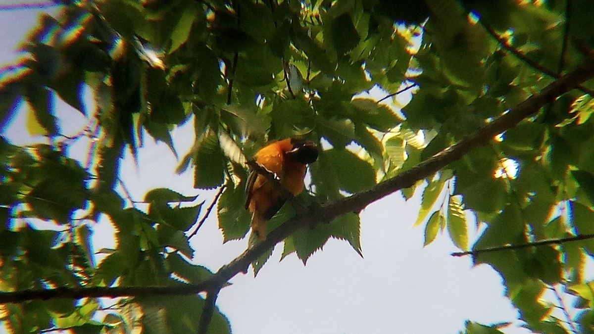 Baltimore Oriole - Ade Ben-Sal.