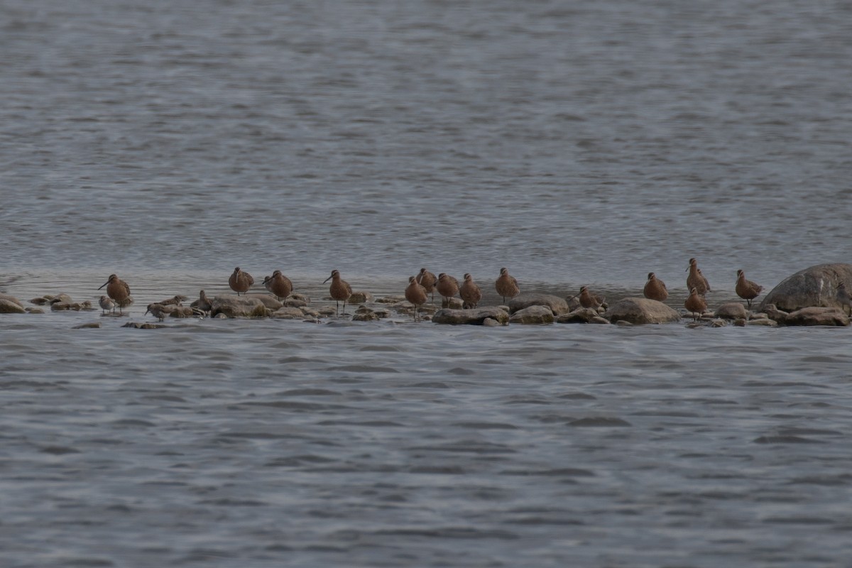 Short-billed Dowitcher - ML619055890