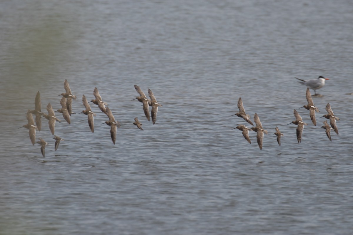 Short-billed Dowitcher - Christine Mason