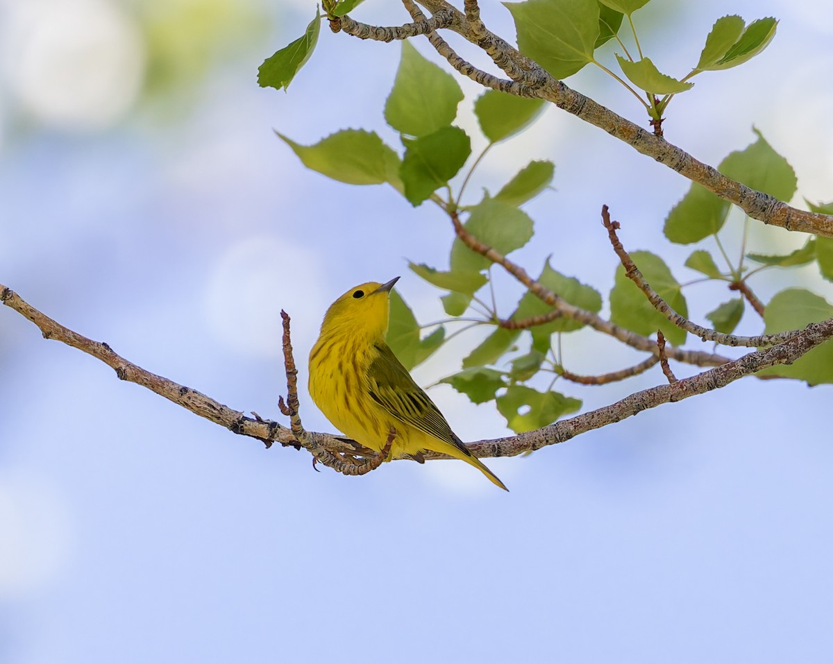 Yellow Warbler - Verlee Sanburg