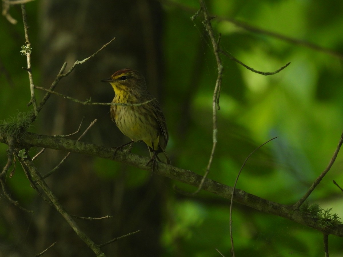 Reinita Palmera (palmarum) - ML619055897