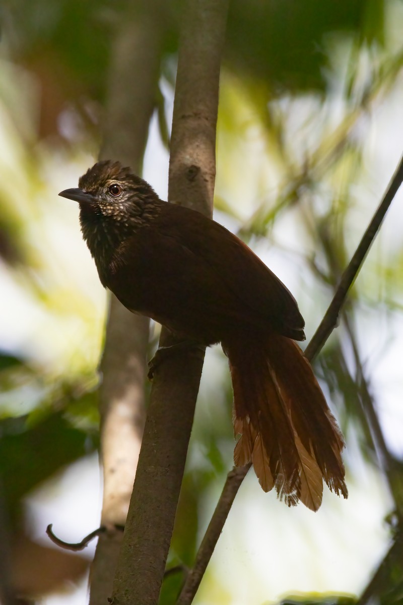 Orinoco Softtail - Jhonathan Miranda - Wandering Venezuela Birding Expeditions