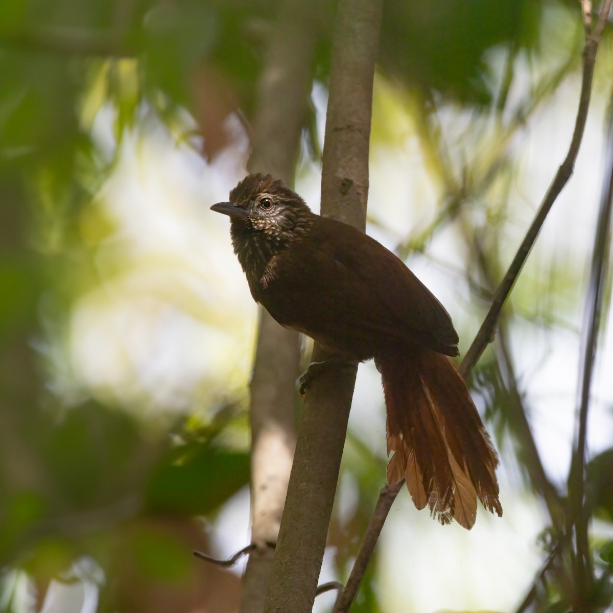 Orinoco Softtail - Jhonathan Miranda - Wandering Venezuela Birding Expeditions