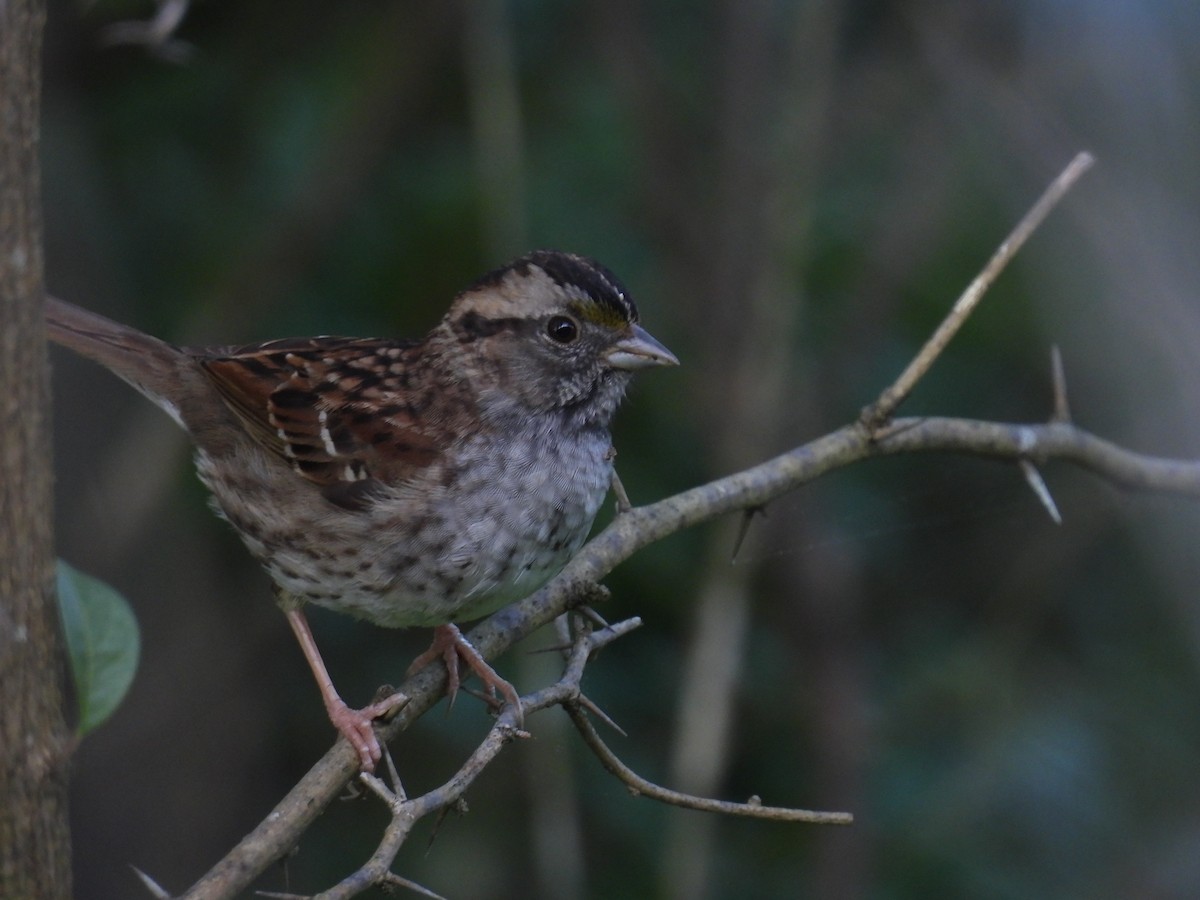 White-throated Sparrow - Daniel Lane