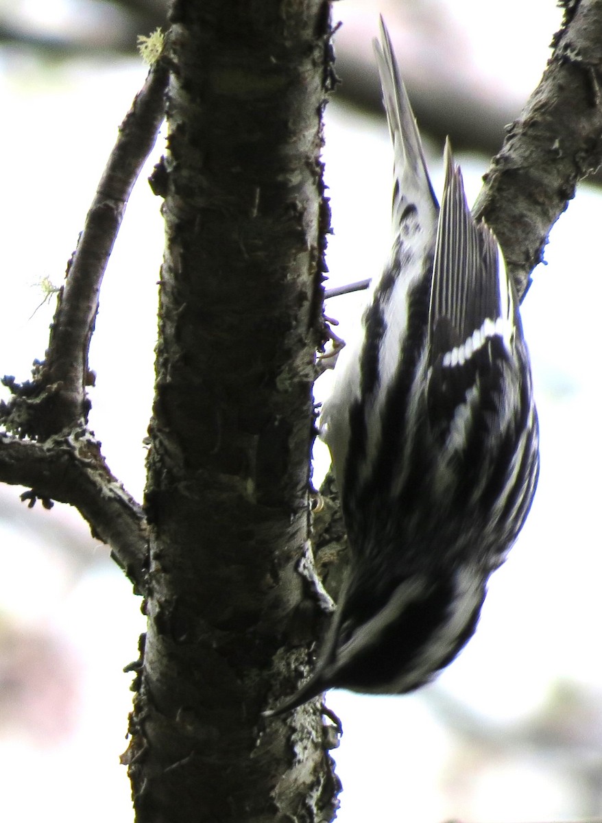 Black-and-white Warbler - James Hirtle