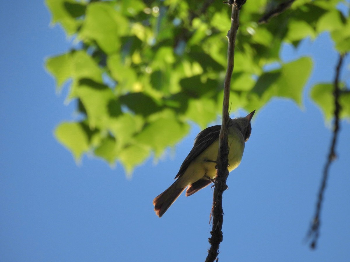 Great Crested Flycatcher - ML619055908
