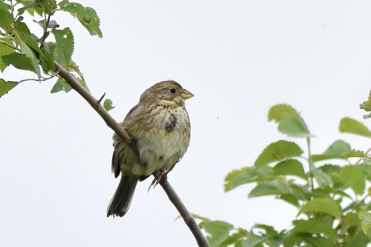 Corn Bunting - ML619055912