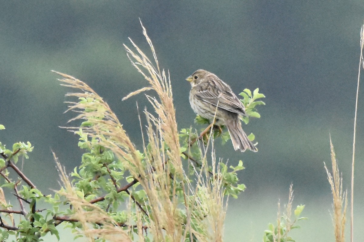 Corn Bunting - ML619055913