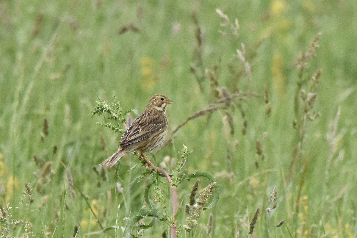 Corn Bunting - ML619055914