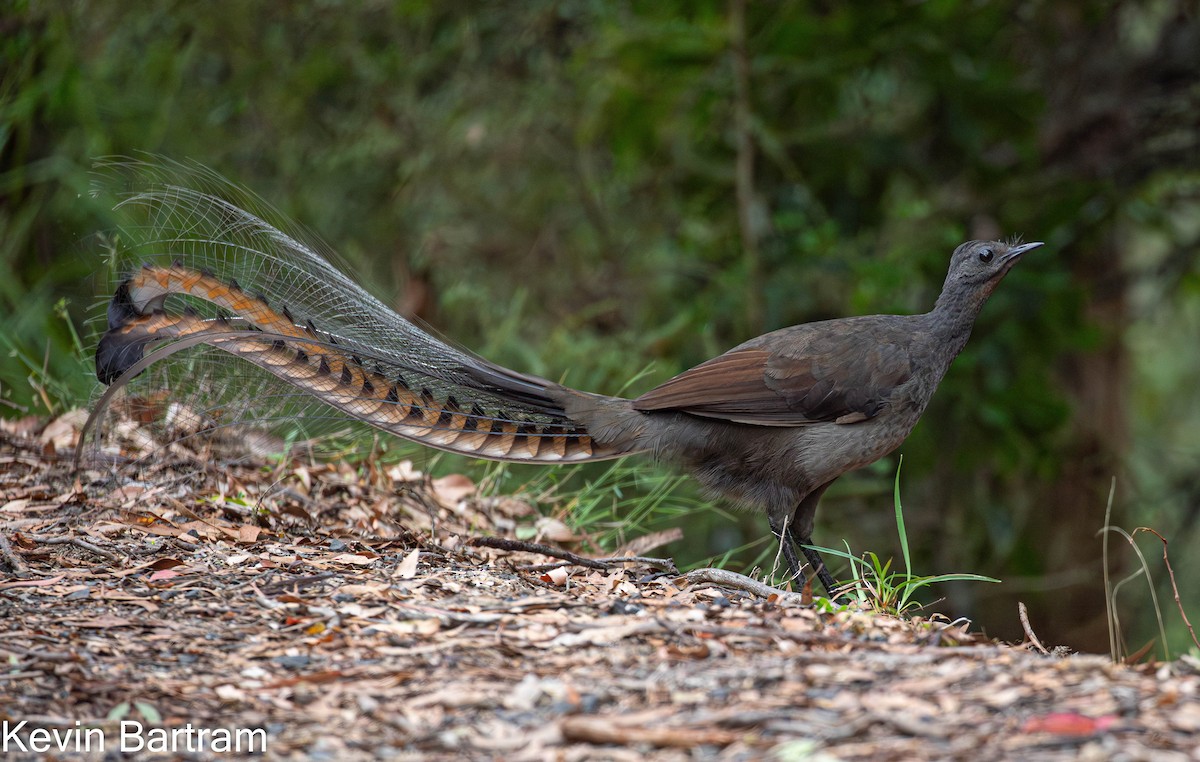 Superb Lyrebird - ML619055915