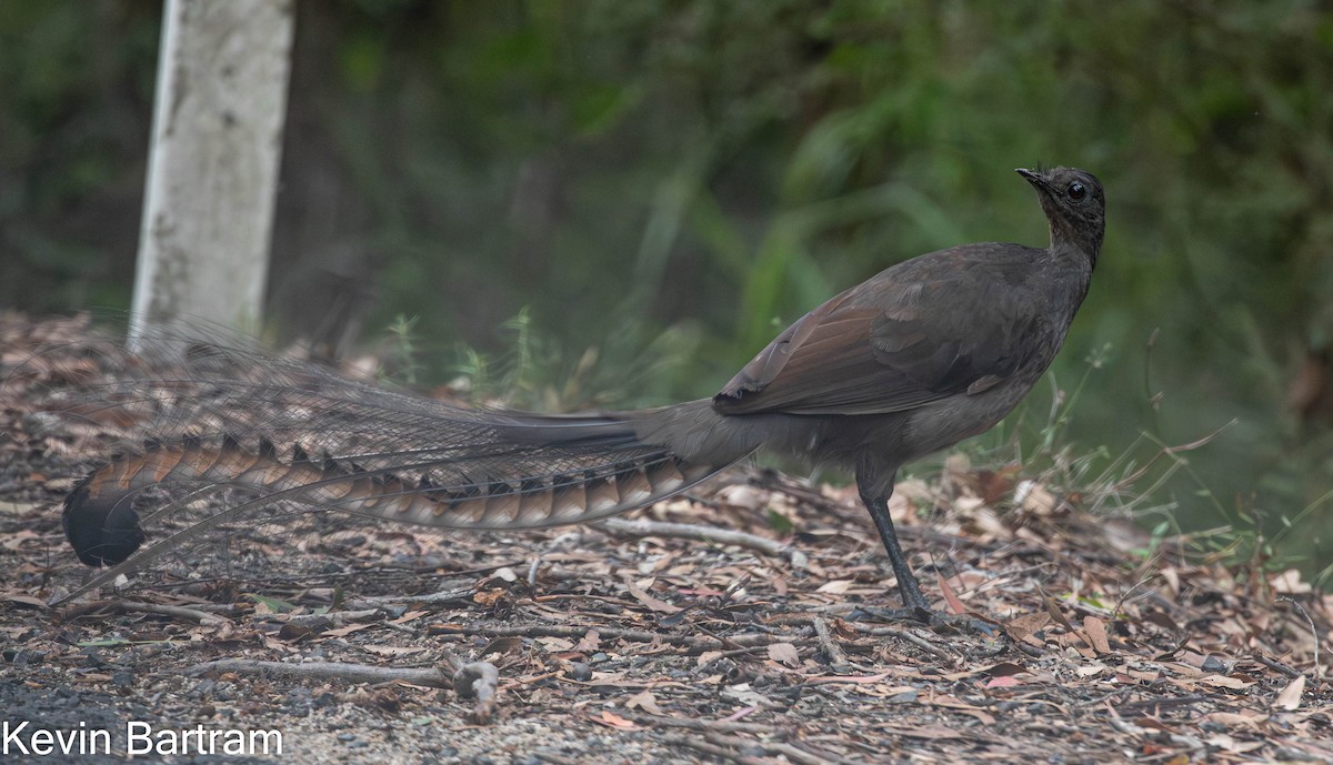 Superb Lyrebird - Kevin Bartram