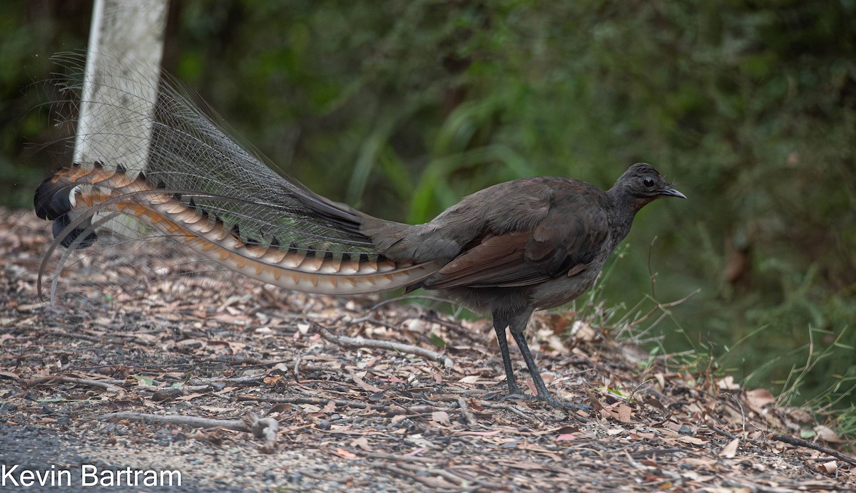 Superb Lyrebird - Kevin Bartram