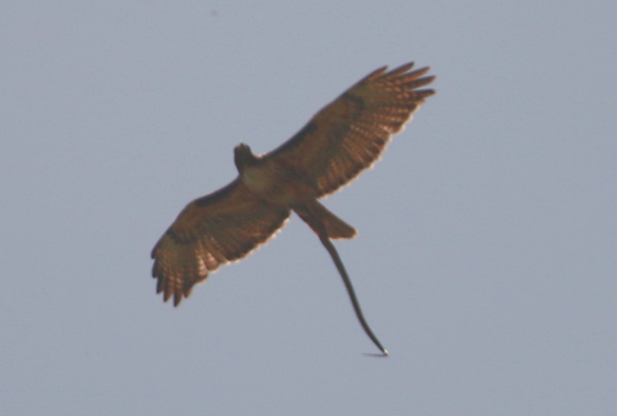 Red-tailed Hawk (calurus/alascensis) - Karen Suarez