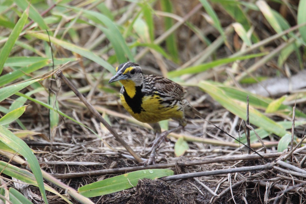 Eastern Meadowlark - Robert Mitchell