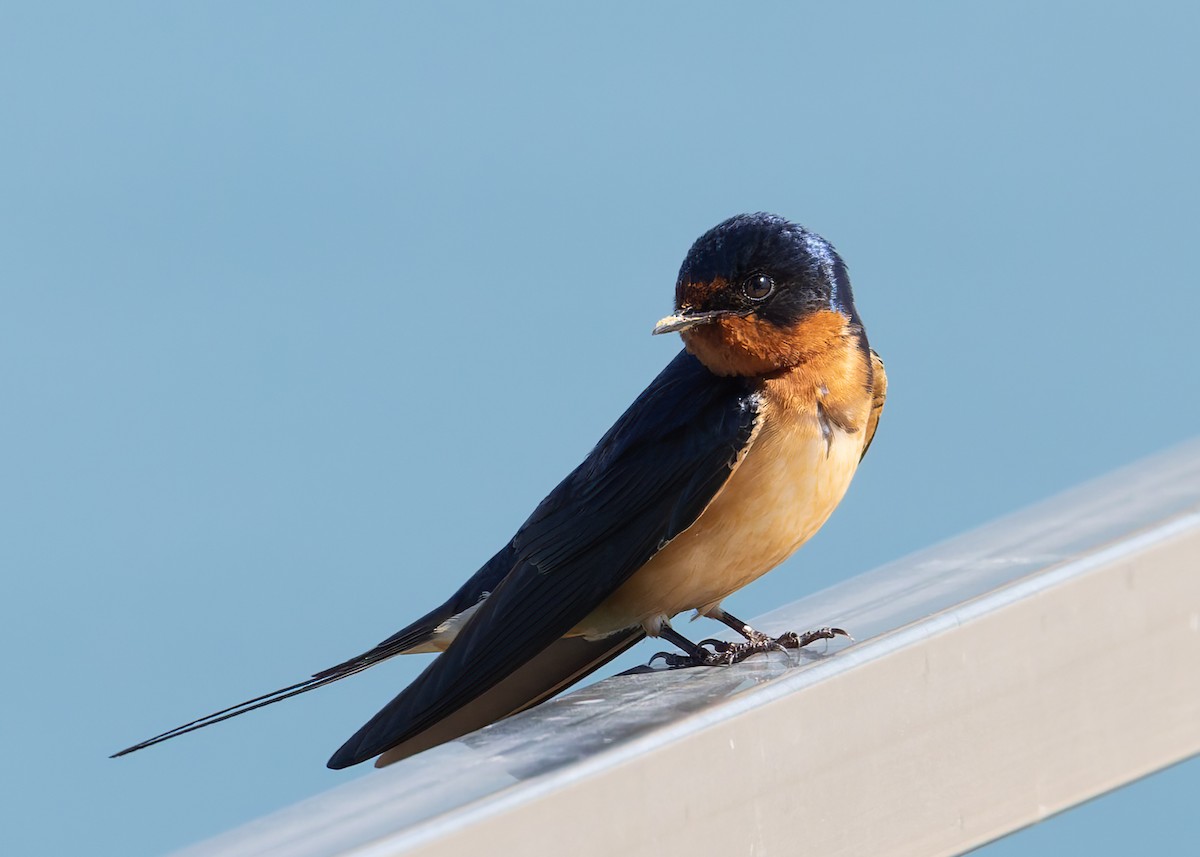 Barn Swallow - ML619055955