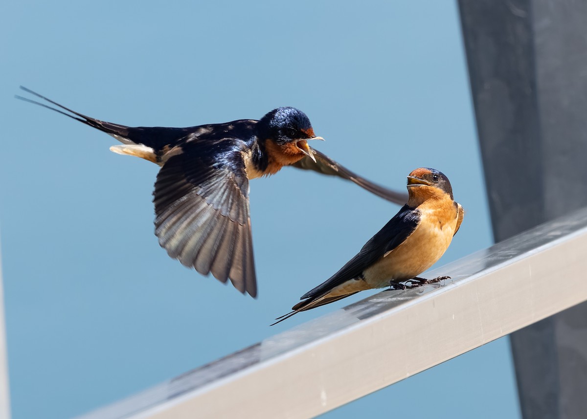 Barn Swallow - ML619055956