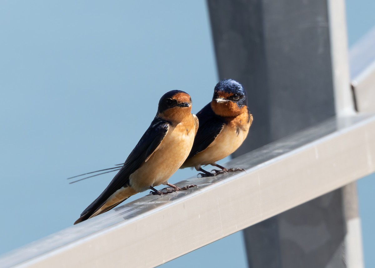 Barn Swallow - ML619055960