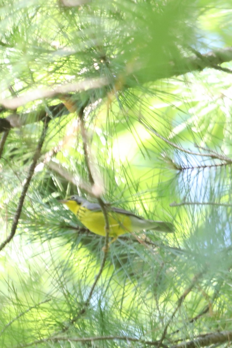 Canada Warbler - ML619055965