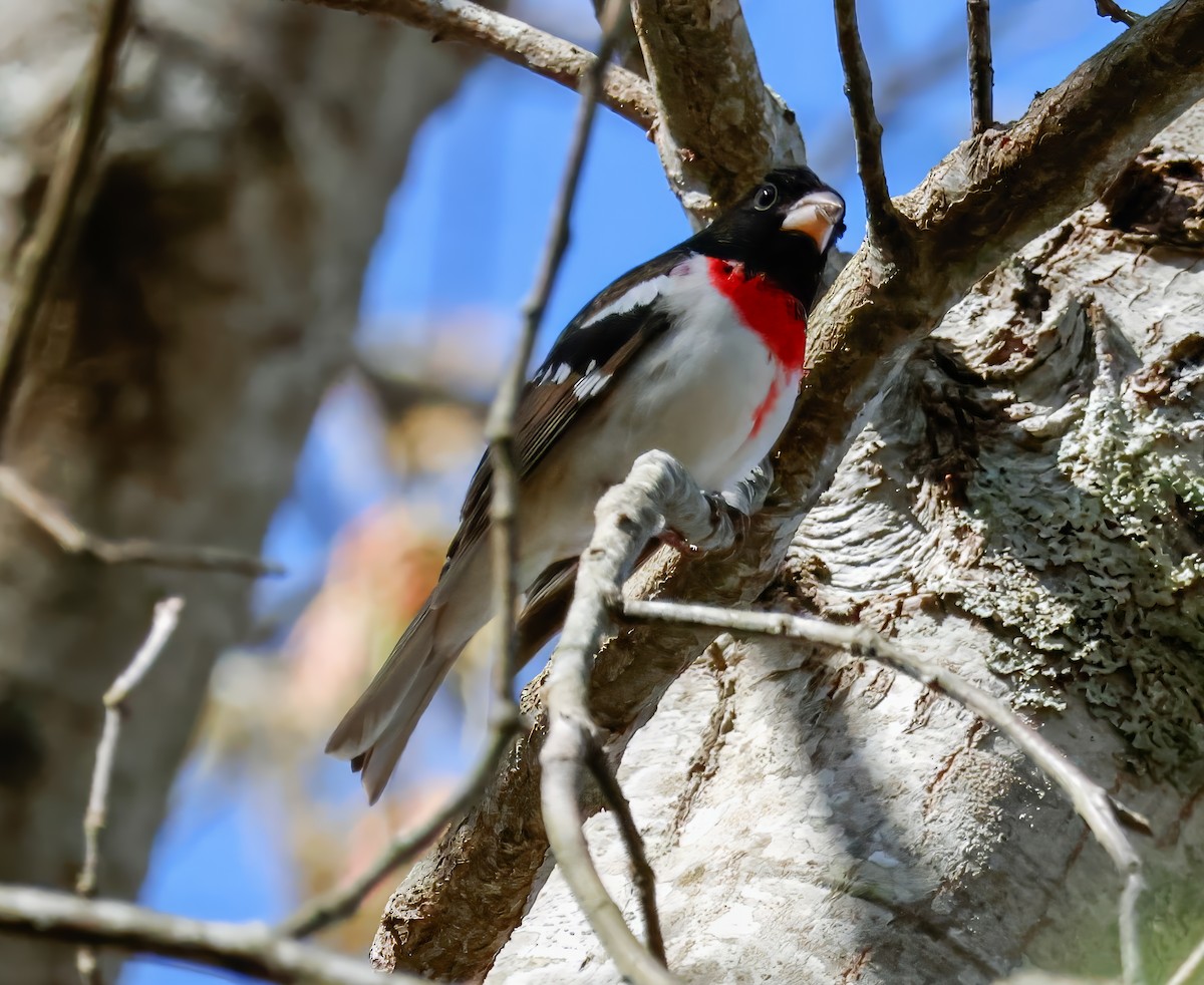 Rose-breasted Grosbeak - Peter Crosson