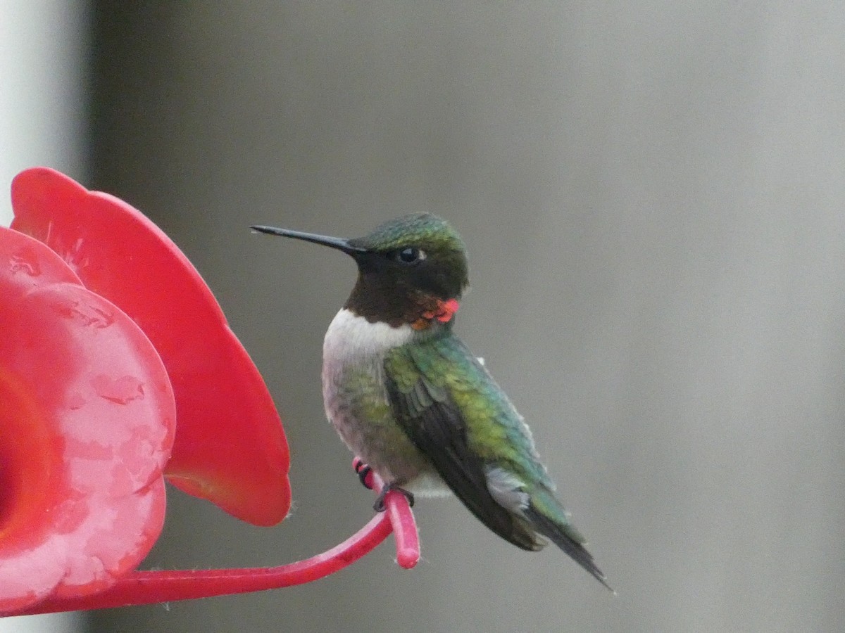 Ruby-throated Hummingbird - Kris Petrowitz