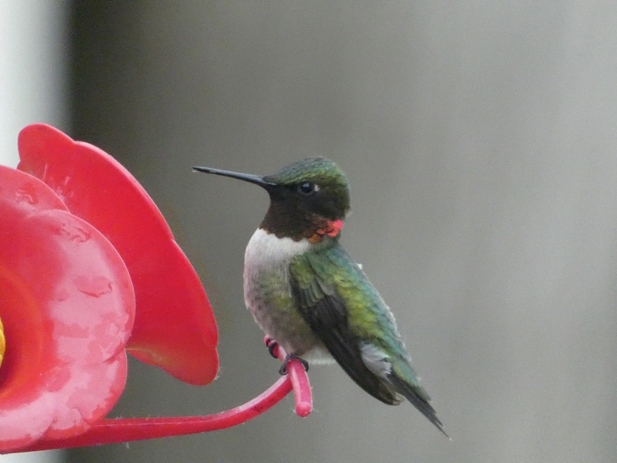 Ruby-throated Hummingbird - Kris Petrowitz
