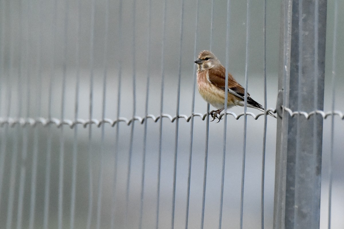 Eurasian Linnet - ML619055977