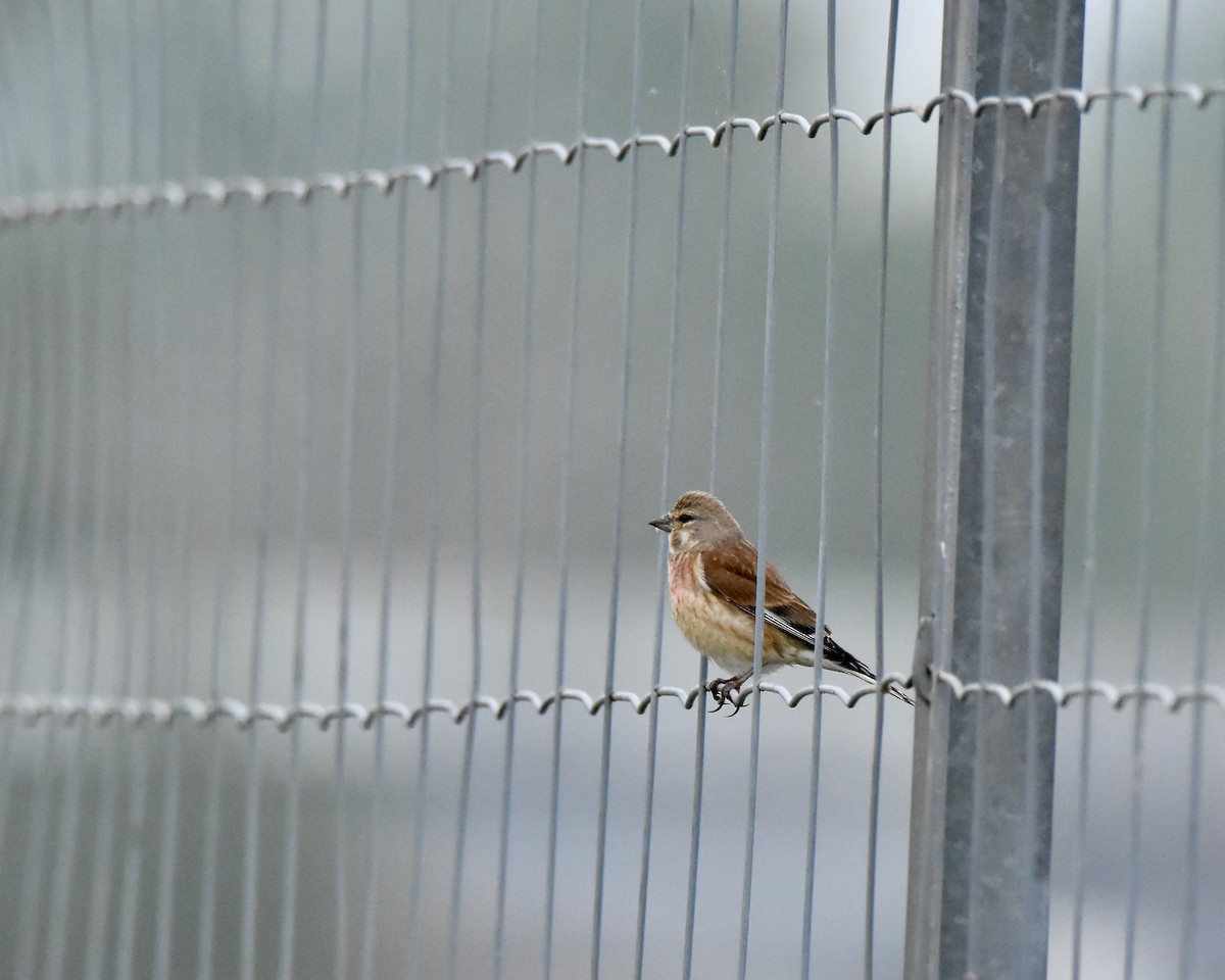 Eurasian Linnet - ML619055978