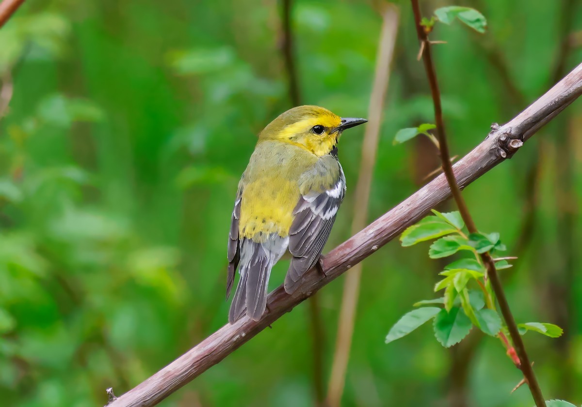 Black-throated Green Warbler - Peter Crosson