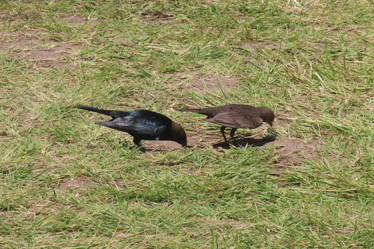 Brown-headed Cowbird - Margaret Higbee