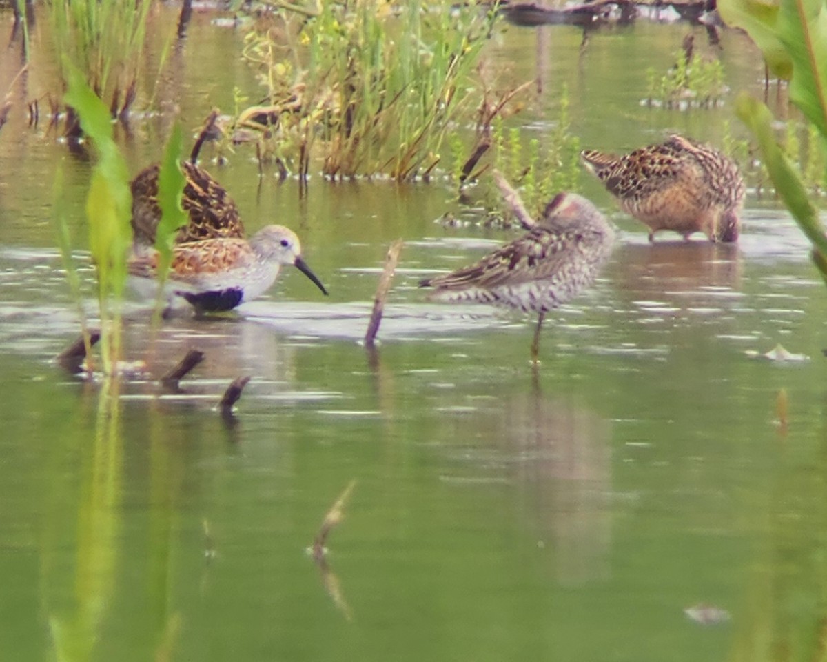 Dunlin - Tom Nagel