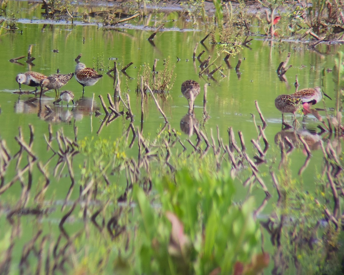 Dunlin - ML619056002