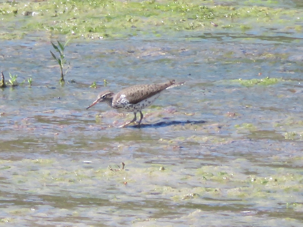 Spotted Sandpiper - ML619056004