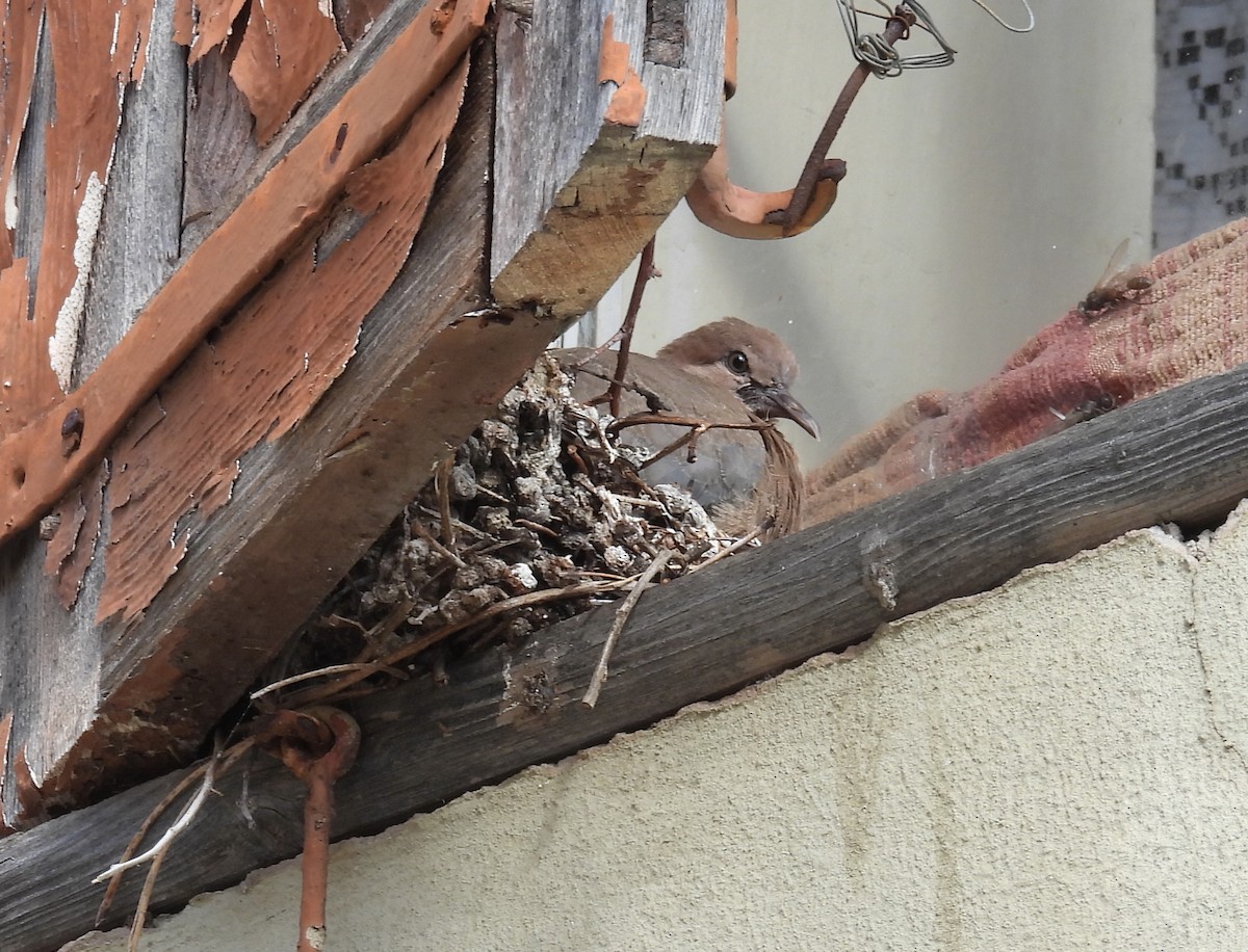 Laughing Dove - Jeffrey Blalock