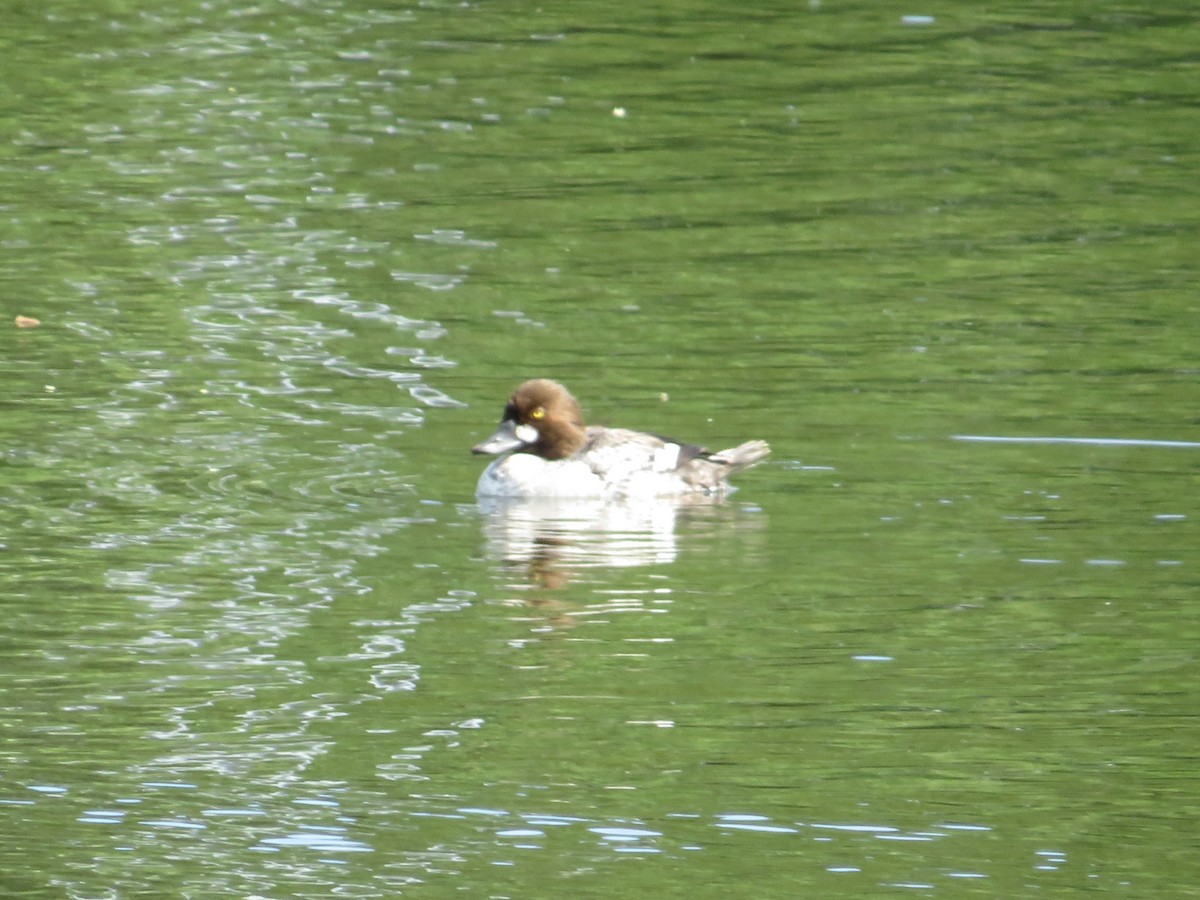 Common Goldeneye - ML619056035