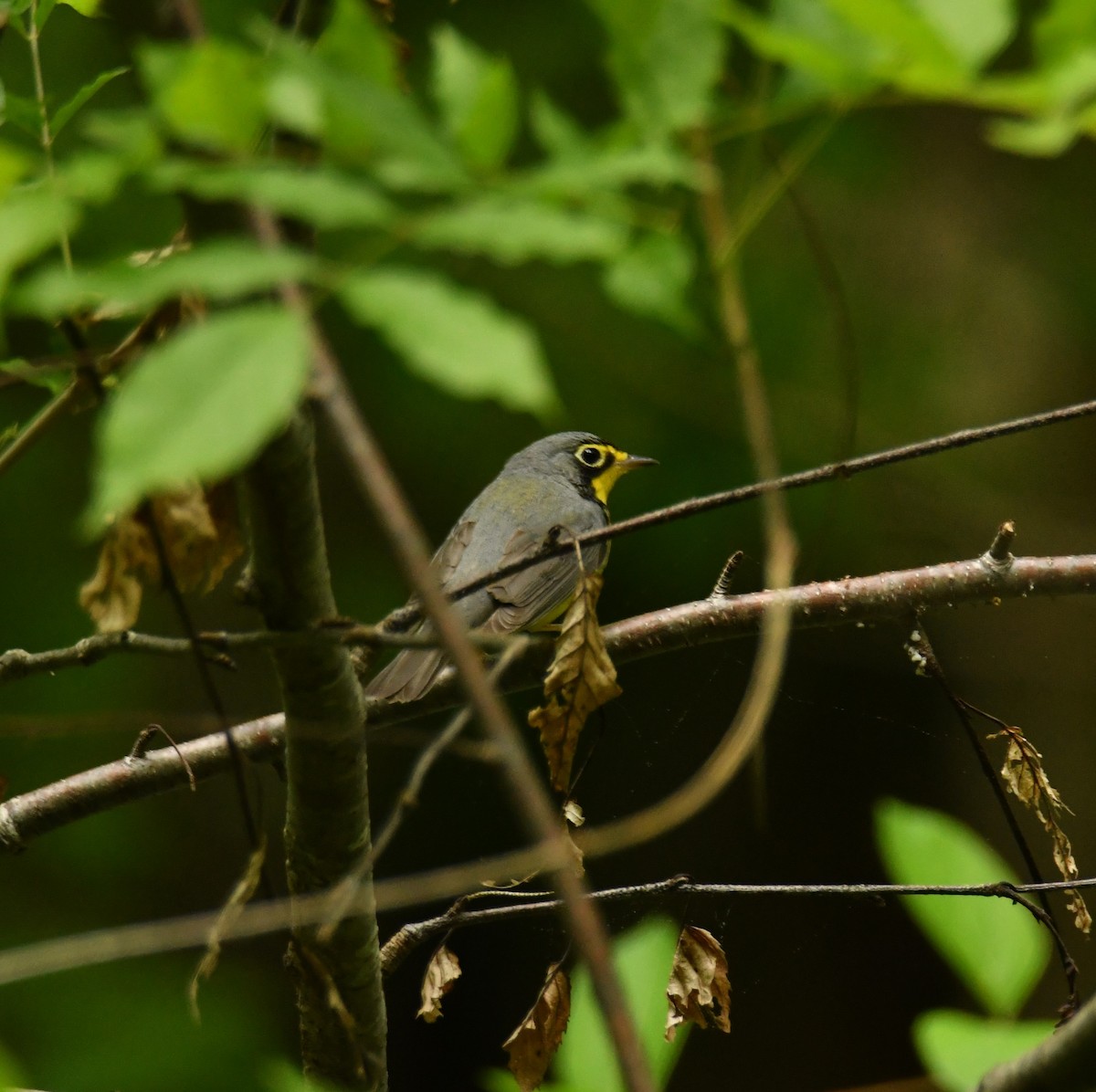 Canada Warbler - Alissa Milillo