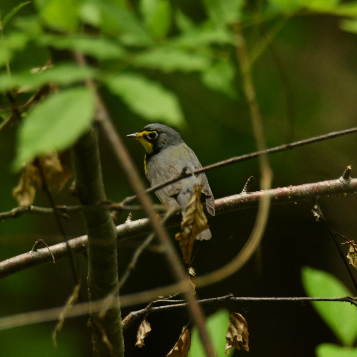 Canada Warbler - Alissa Milillo