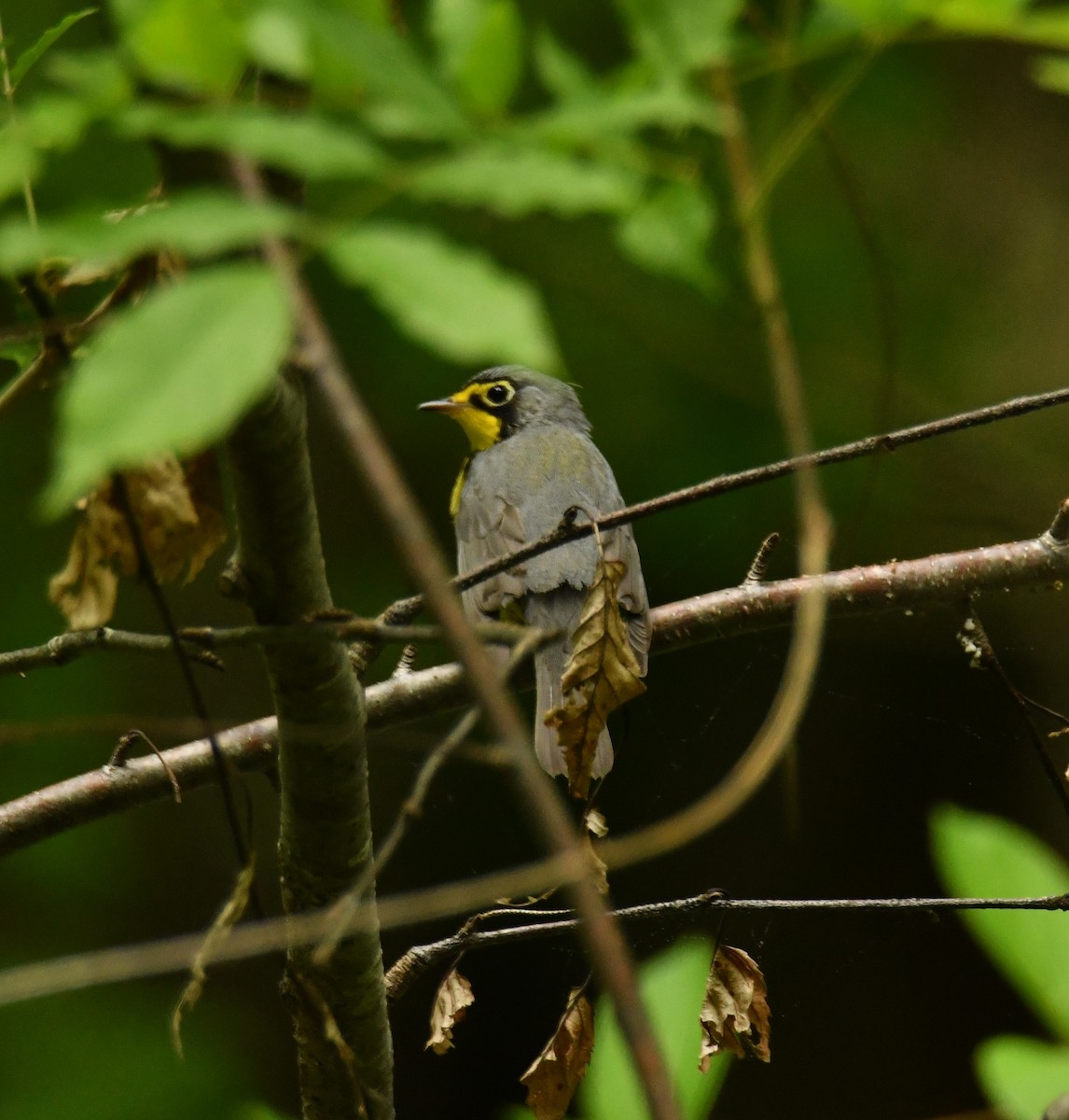 Canada Warbler - Alissa Milillo