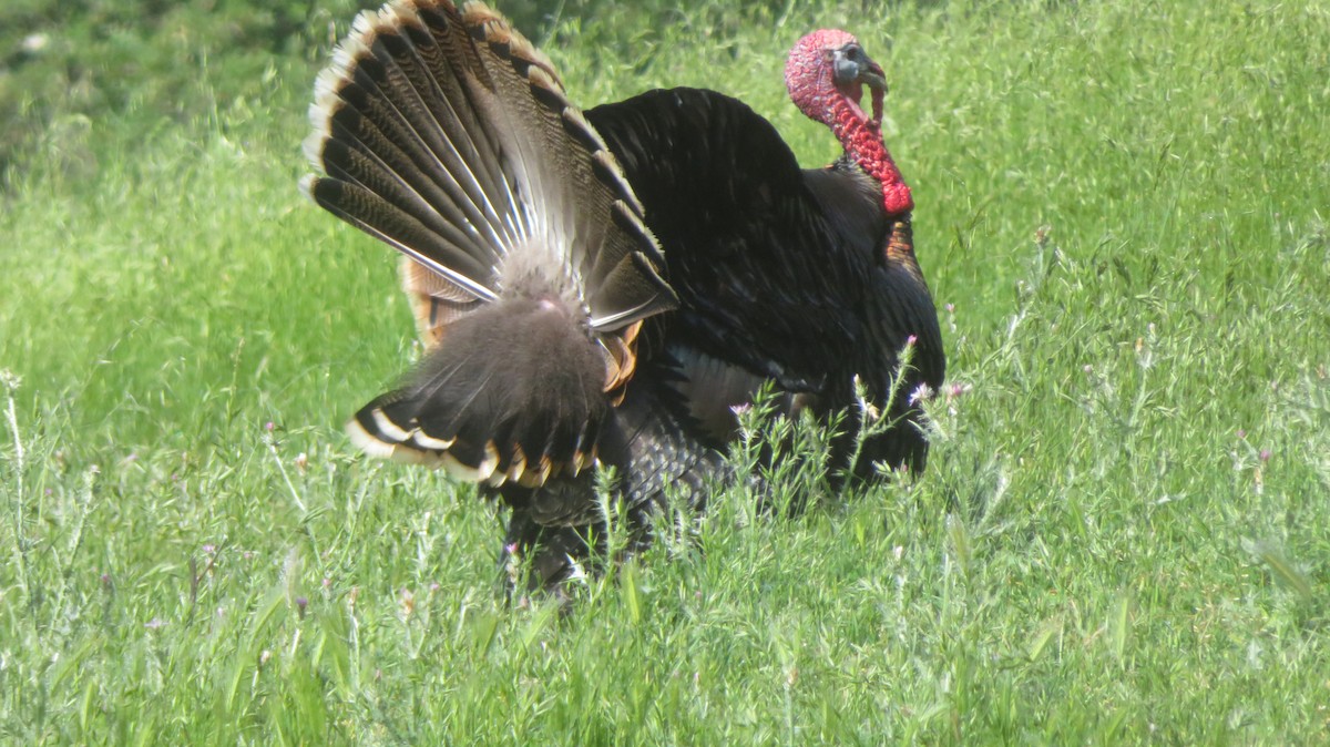 Wild Turkey - Robert Frescura