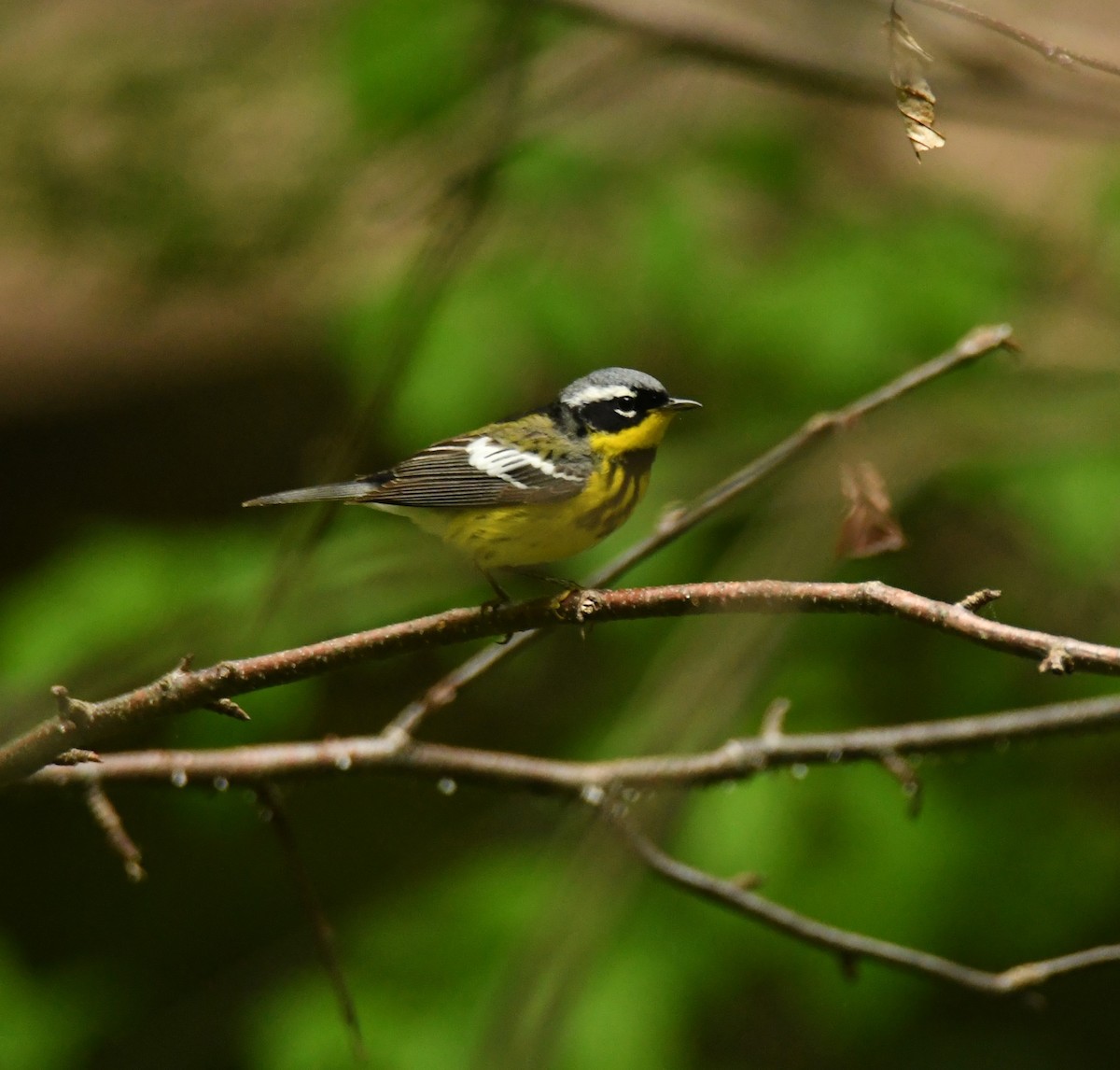 Magnolia Warbler - Alissa Milillo