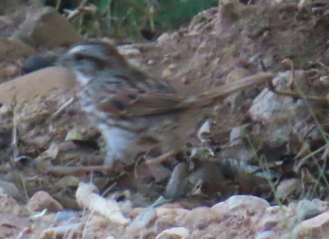 Song Sparrow - Robin Gurule