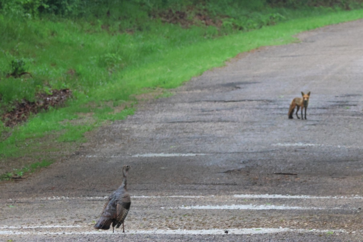 Wild Turkey - Pete Fenner