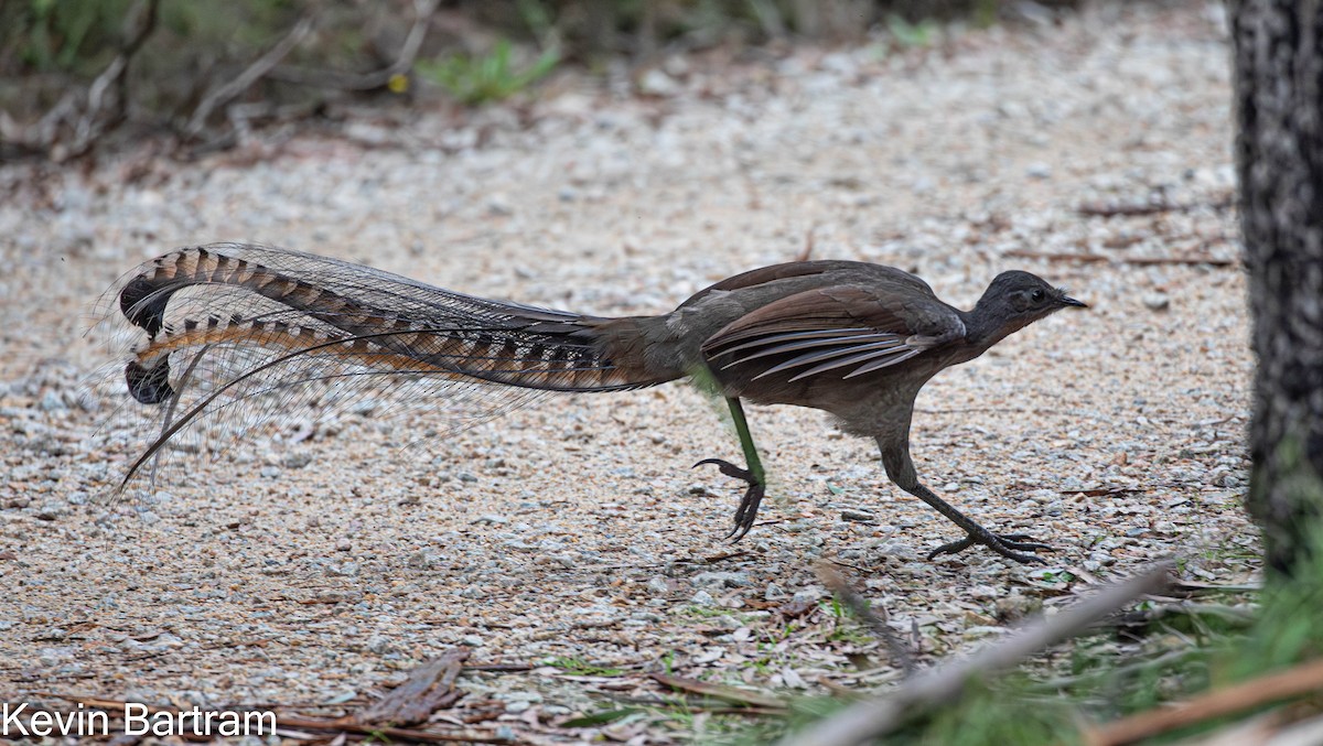 Superb Lyrebird - Kevin Bartram