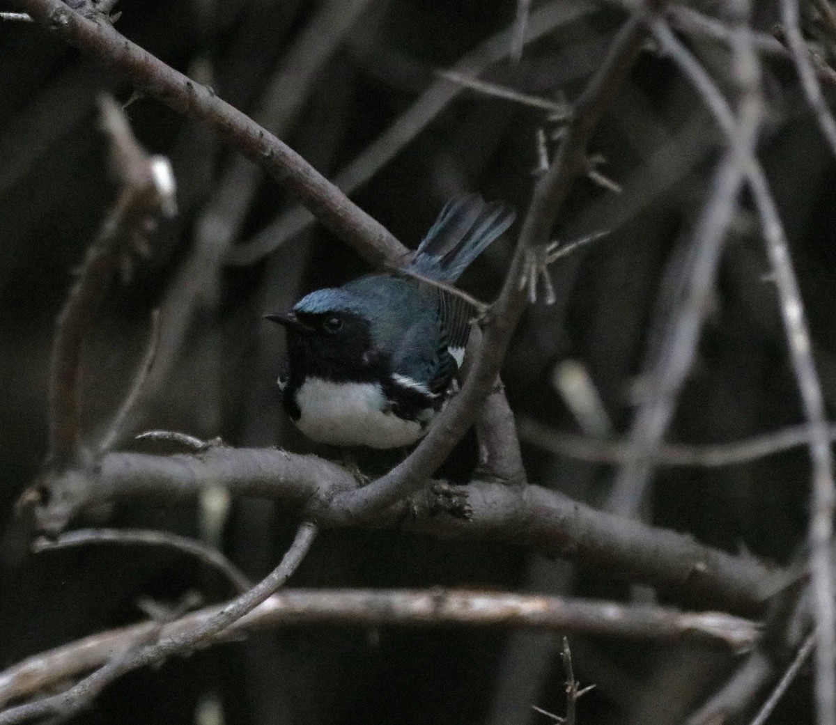 Black-throated Blue Warbler - ML619056125